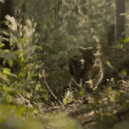 Running The Wolf And The Lion GIF