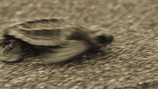 Running World Turtle Day GIF