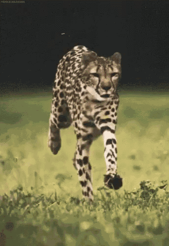 Running GIF