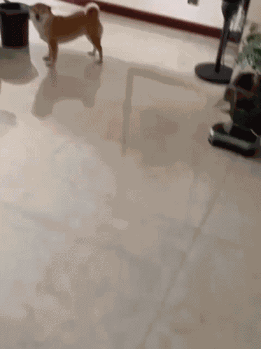 Ruocgiff Shiba Smile GIF
