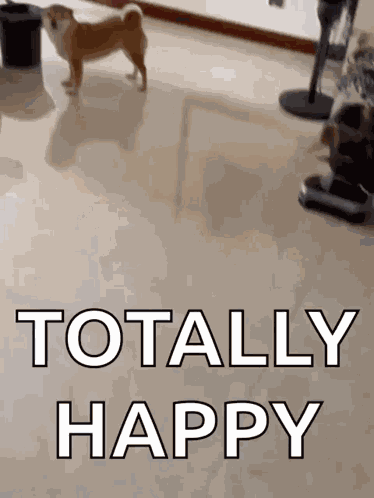 Ruocgiff Shiba Smile GIF