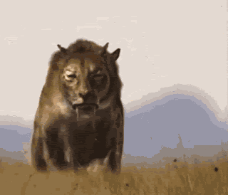Sabertooth Tiger GIF