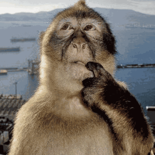Sabrina Carpenter Sabrina Carpenter Meme GIF