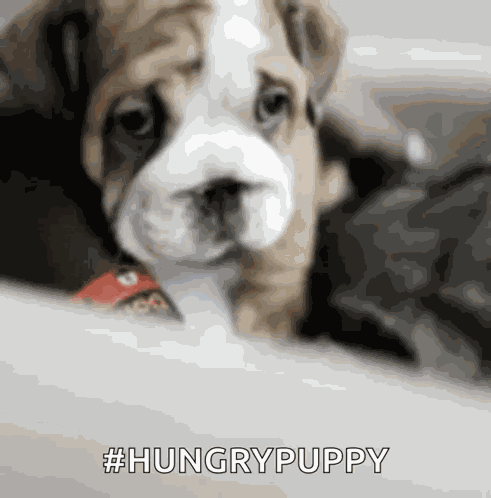 Sad Bulldog GIF