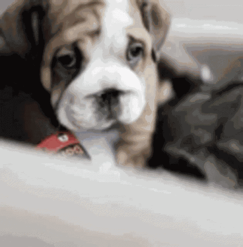 Sad Bulldog GIF
