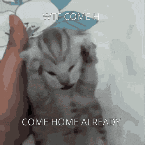 Sad Cat Come Home Cat GIF
