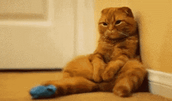 Sad Cat Come Home GIF
