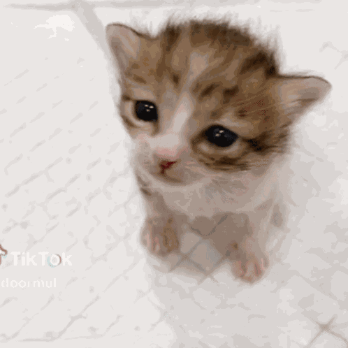 Sad Cat Crying Cat GIF