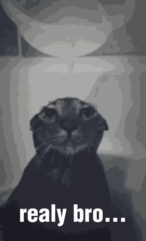 Sad Cat Omg GIF