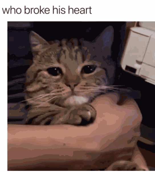 Sad Cat GIF