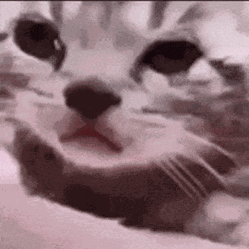 Sad Cat GIF