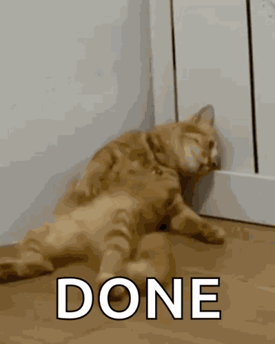 Sad Cat GIF