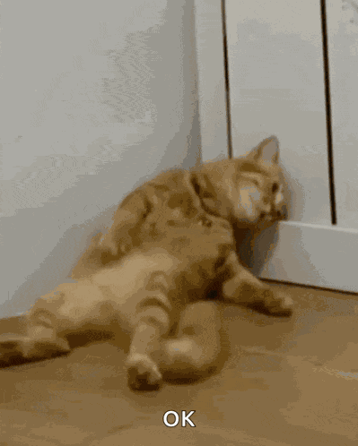 Sad Cat GIF