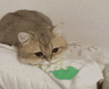 Sad Cat GIF