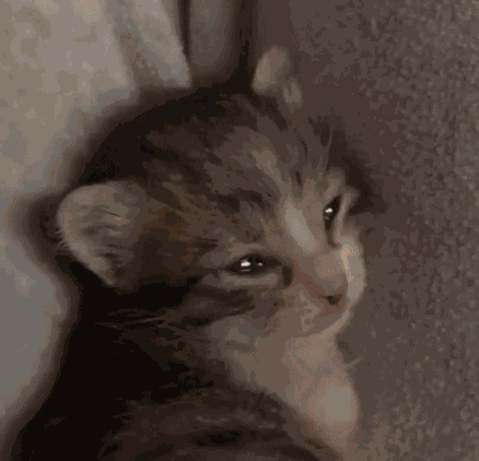 Sad Crying Kitty Sad Crying Kitten GIF