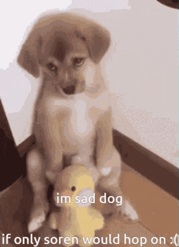 Sad Dog Soren GIF