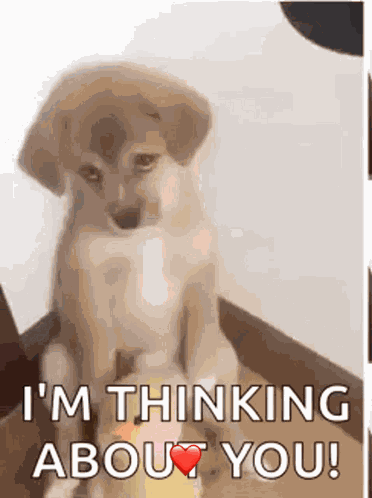 Sad Dog GIF