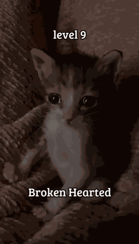 Sad Kitten Sad Kitty GIF