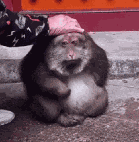 Sad Monkey Monkey Sad GIF