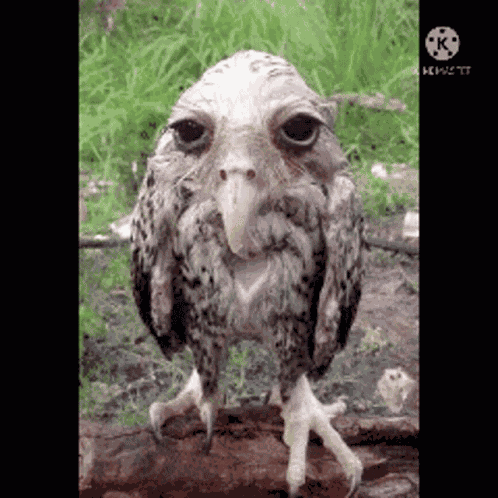 Sad Owl Owl GIF