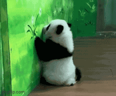 Sad Panda Playing Panda GIF