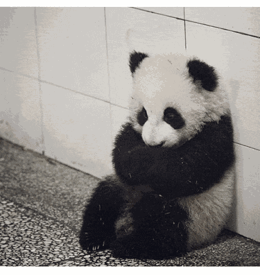 Sad Panda Sad Meme