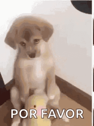 Sad Puppy GIF