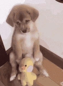 Sad Puppy Cute GIF