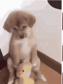 Sad Puppy GIF