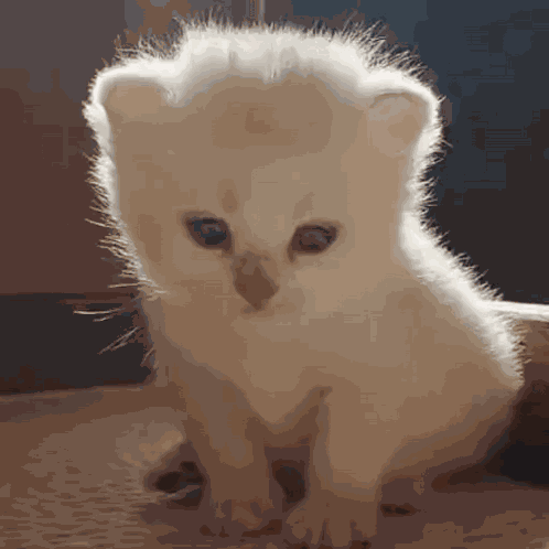 Sad Sad Cat GIF