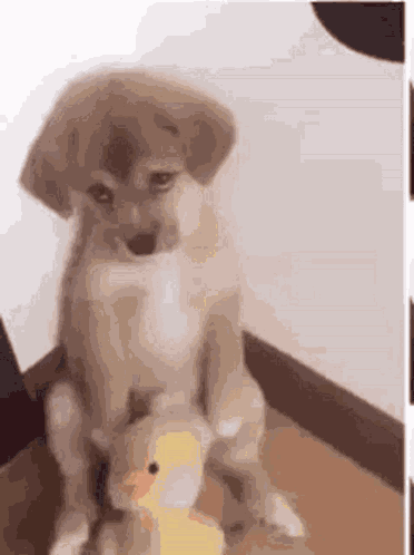 Sad Sad Dog GIF