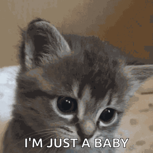 Sadmeow GIF