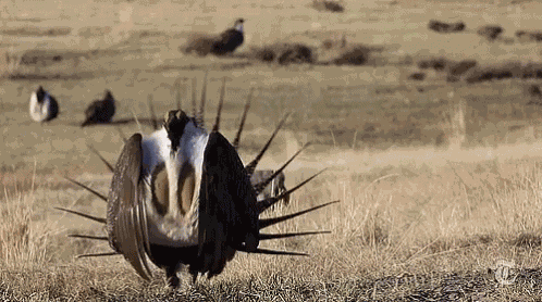 Sage Grouse Bird GIF
