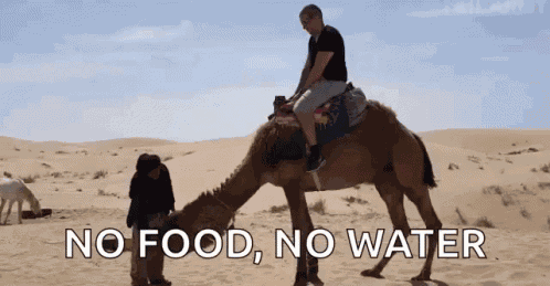Sahara Desert Camel GIF