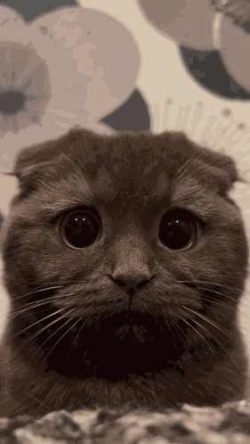 Sahnap Cat GIF