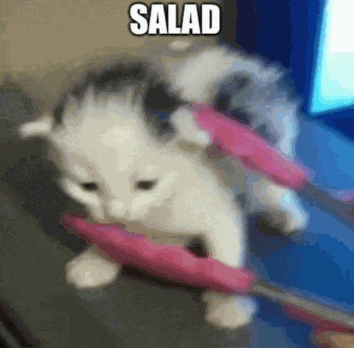 Salad Cat Funny Meme