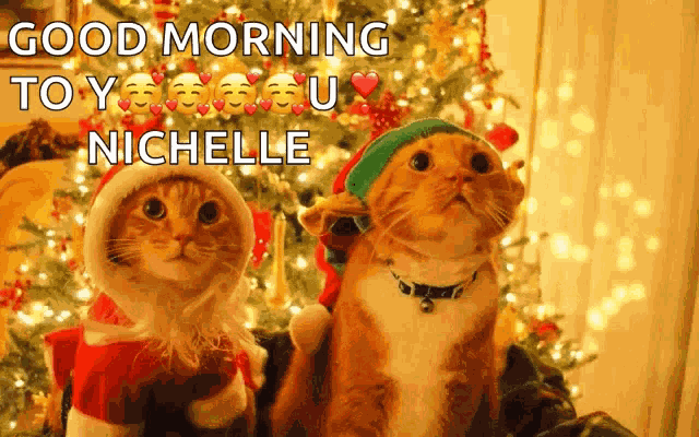 Santa Cat Elf Cat GIF