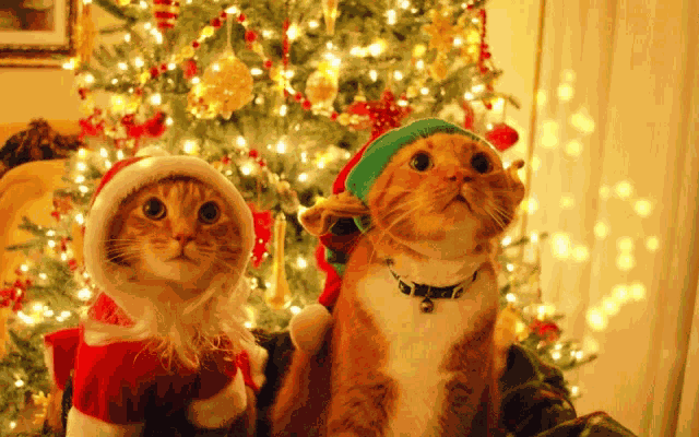 Santa Cat Elf Cat GIF
