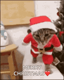 Santa Cat GIF
