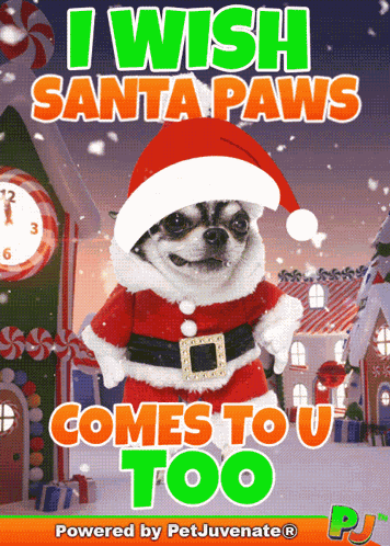 Santa Paws Pj Christmas Dog Gif Puppy Santa Doggo Funny Christmas Gif GIF