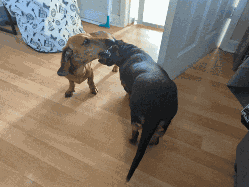 Sausage Dogs Doggo GIF