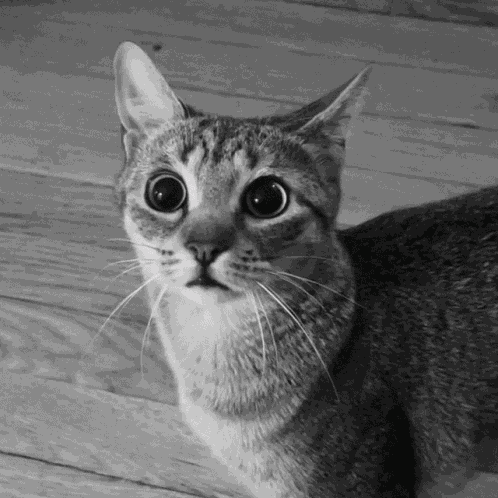 Say What Cat GIF