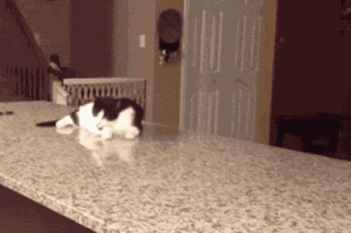 Scary Cat Hiss GIF