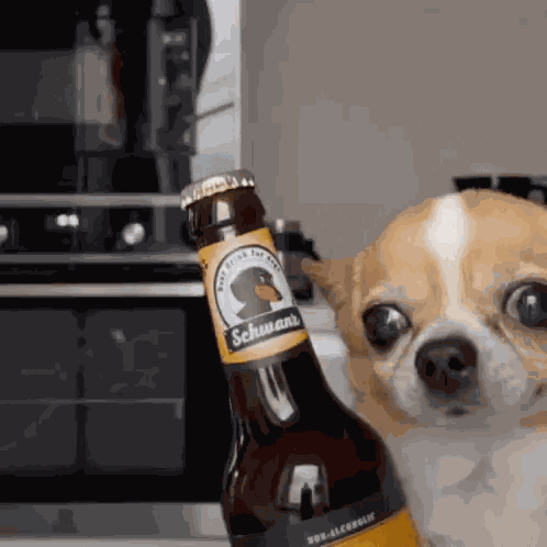 Schwanchi GIF