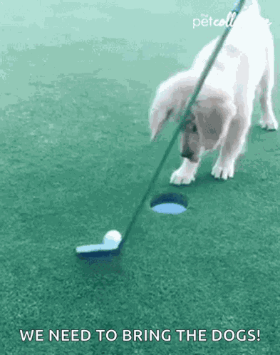 Score The Pet Collective GIF