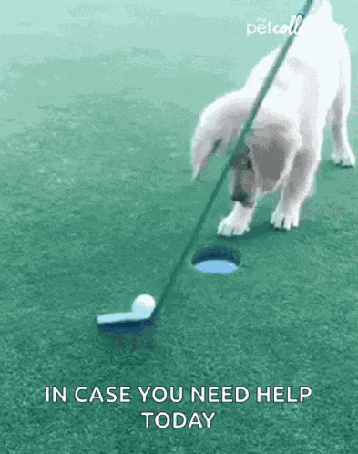 Score The Pet Collective GIF
