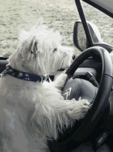 Scot Terriër GIF