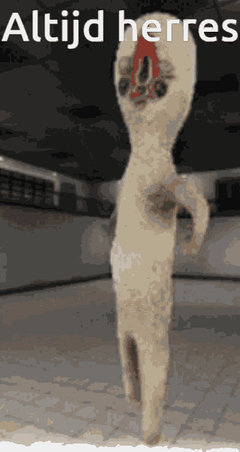 Scp Heeft Herres Quires GIF