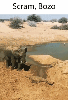 Scram Bozo GIF