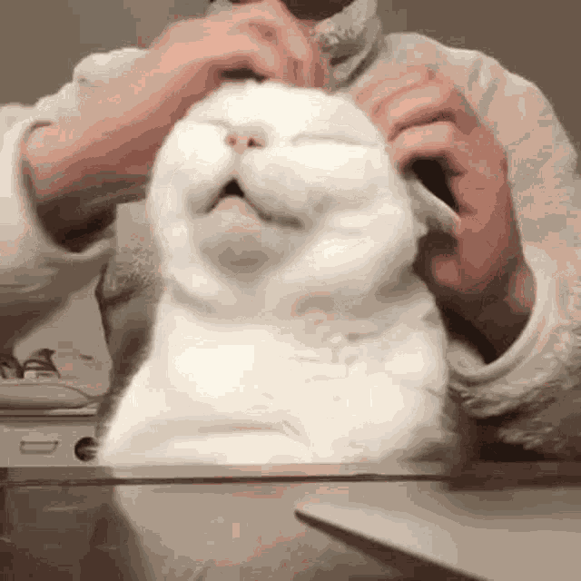 Scratching Cat Head GIF